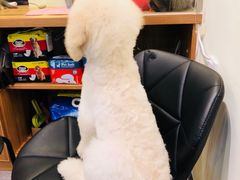 -小尾巴宠物店(万科·金域华庭店)