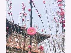 -西安青龙寺遗址景区