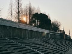 -上海滨江森林公园