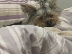 -瑞派宠物医院·中兽医专科(中央商城分院)