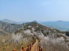 -大岭沟猕猴桃谷风景区