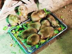 -萌宠奇缘