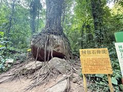 -莫里热带雨林景区