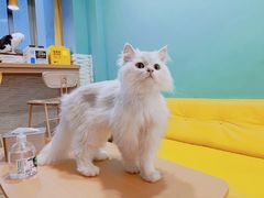 -猫在这儿猫咪咖啡馆·撸猫馆