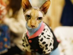 -猫色咖啡·猫咖