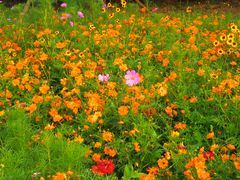 -永定河休闲森林公园