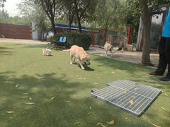 -宠物寄养训练学校