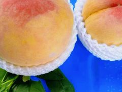 -老袁家蜜桃农场·阳山水蜜桃