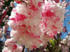 -南汇桃花村