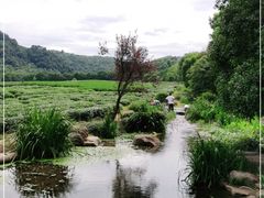 -中国茶叶博物馆(双峰馆区)