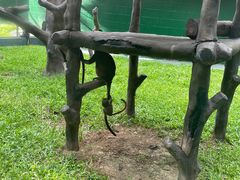 -深圳野生动物园