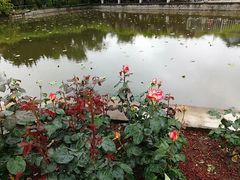 -嘉定紫藤园