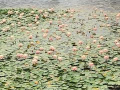 -有心德(麦地店)