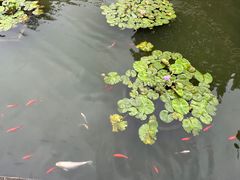 -碧江金楼