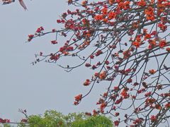 -东莞植物园