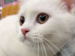 -全心全意连锁动物医院·微创中心·内科急重症·心脏专科(丰管路店)