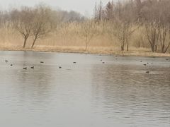 -溱湖国家湿地公园