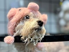 -爱派特动物医院·全科诊疗中心