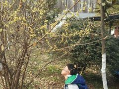 腊梅好香-武汉世外桃源农庄