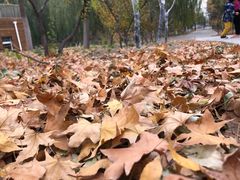 -大兴滨河森林公园