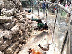 -呀路古热带植物园