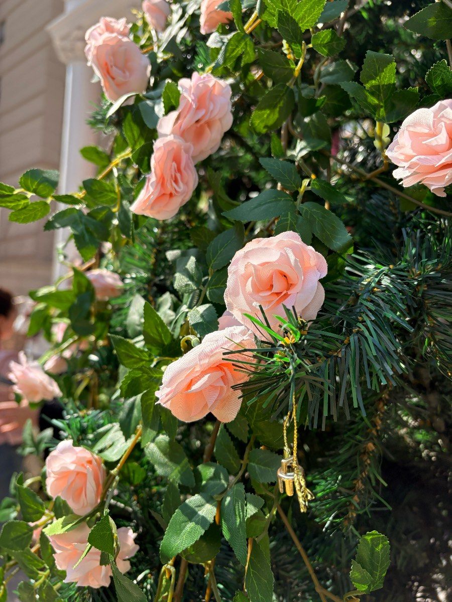 【春日摄影技巧 i阳光下并蒂香槟月季】