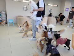 -怪兽屋·羊驼·猫咖·狗咖(俊华广场店)