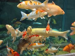 -上海海洋水族馆
