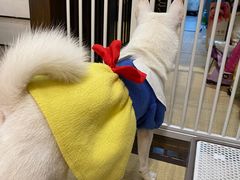 -逗柴咖啡屋·狗咖猫咖宠物桌游