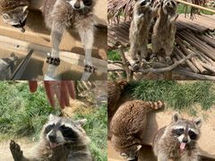 -辛玛王国游乐园