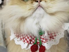 -钦宠·猫咪售卖·洗护·寄养(东圃旗舰店)