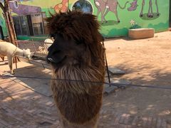 -鄂尔多斯野生动物园