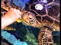 -烟台海昌鲸鲨海洋公园