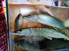 -煲来饱去冷水鱼