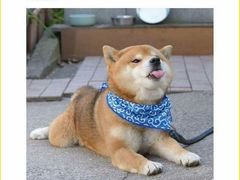 -九鼎轩脆毛肚火锅(商业街店)