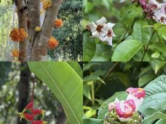 -中国科学院西双版纳热带植物园