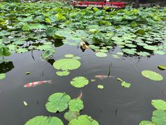 -鹅湖玫瑰文化园