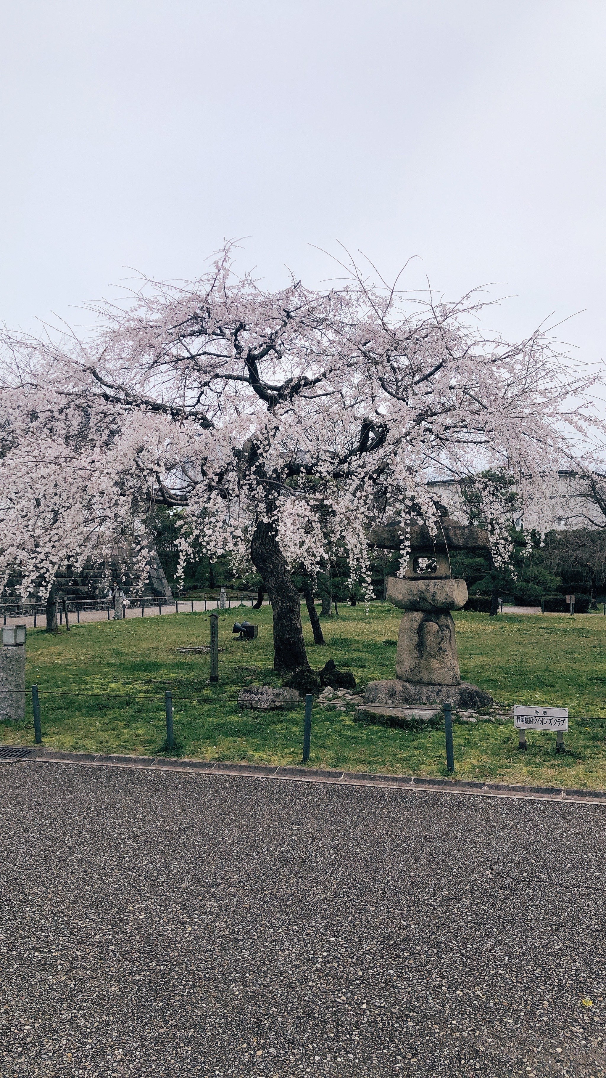 日本樱花树图片 真实图片