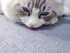 -喵的天空名猫咖啡馆·撸猫·猫舍·用品