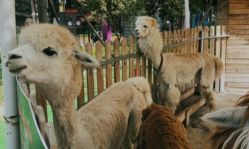 -萌宠亲子动物乐园(槐房万达店)