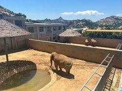 -西霞口神雕山野生动物世界
