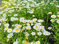 -北京植物园南门售票处