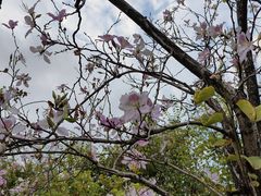 -广东花都湖国家湿地公园