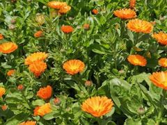 -前小桔亲子创意农场·草莓采摘·露营烧烤