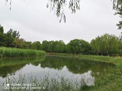 -大兴滨河森林公园