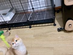 -东方名猫馆·英短金渐层布偶猫舍(环线广场1号楼店)