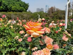 -人民公园(罗湖区)