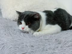 -拜鲁耶动物诊疗中心·宠家动物医院