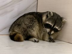 -浣熊柯尔鸭土拨鼠·电玩咖