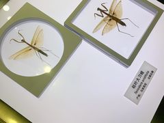 -上海昆虫博物馆